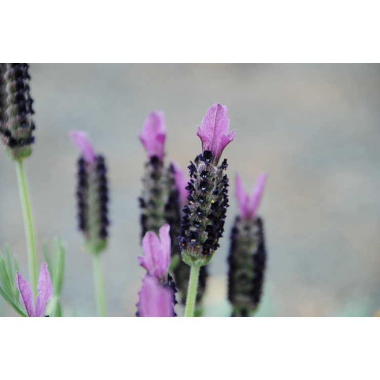 narrow leaf Spanish lavender