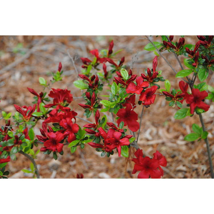 Rhododendron 'Midnight Flare' - Harris azalea