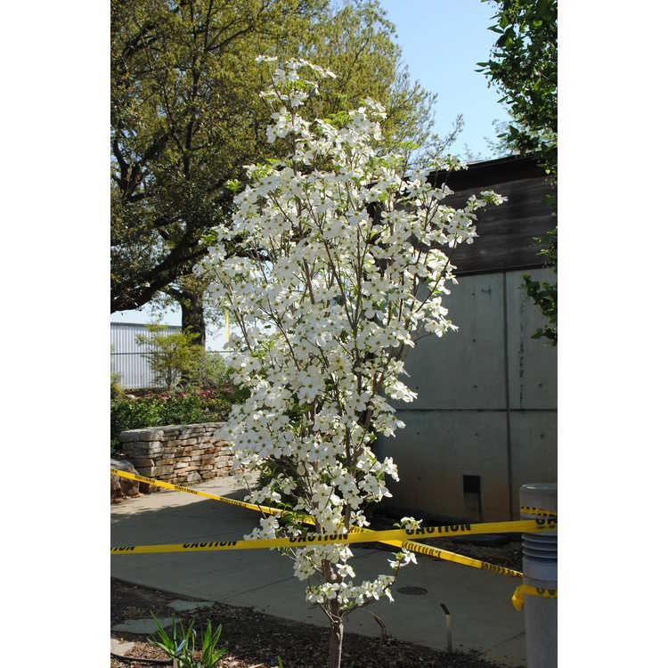 columnar flowering dogwood