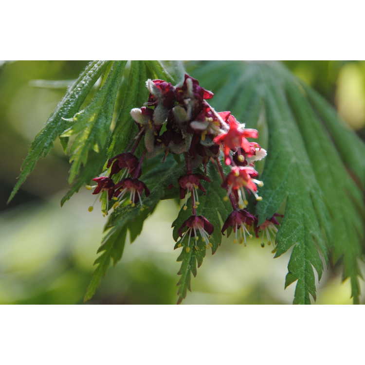 <em>Acer japonicum</em> 'Filicifolium'
