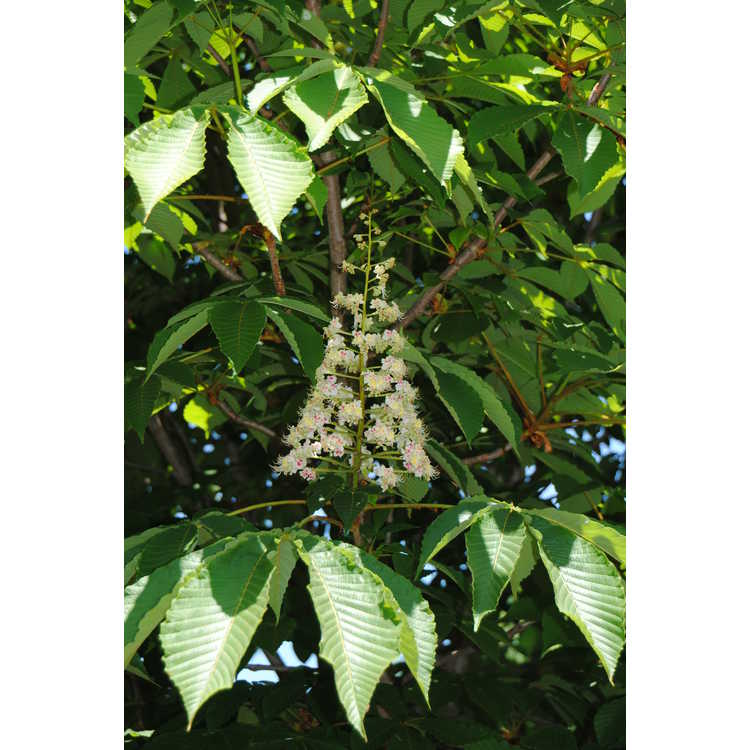 Aesculus turbinata - Japanese horse chestnut