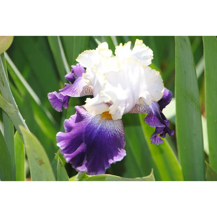 Iris 'Slovak Prince' - tall bearded iris