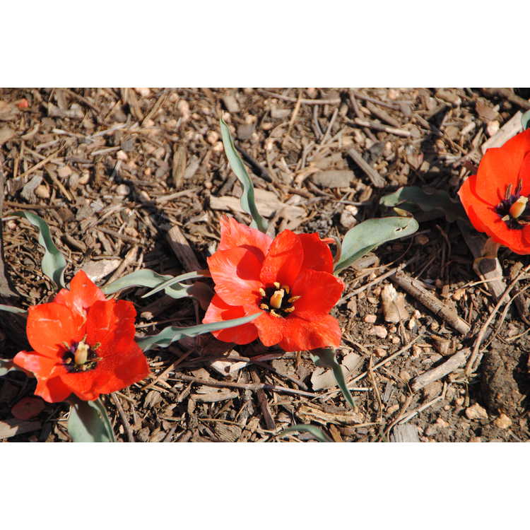 <em>Tulipa humilis</em> 'Red Hunter'