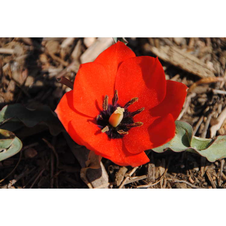 <em>Tulipa humilis</em> 'Red Hunter'
