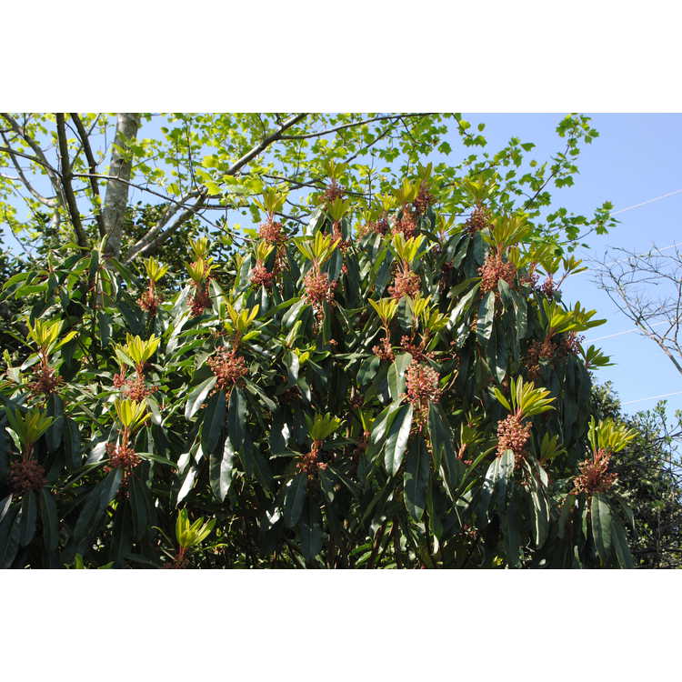 <em>Daphniphyllum macropodum</em>