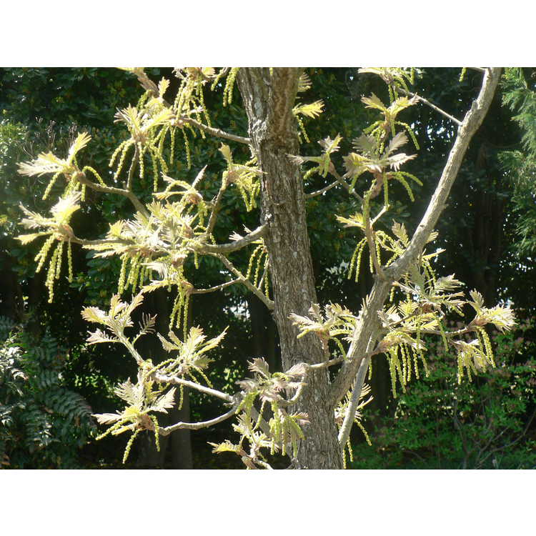 Quercus dentata 'Pinnatifida'