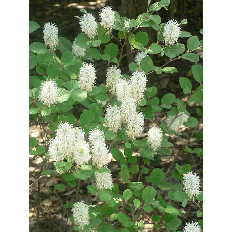 Fothergilla ×intermedia 'Klmtwo' - Beaver Creek fothergilla