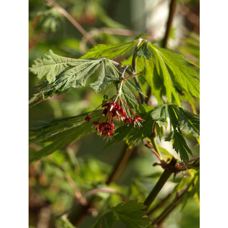 fern-leaf maple