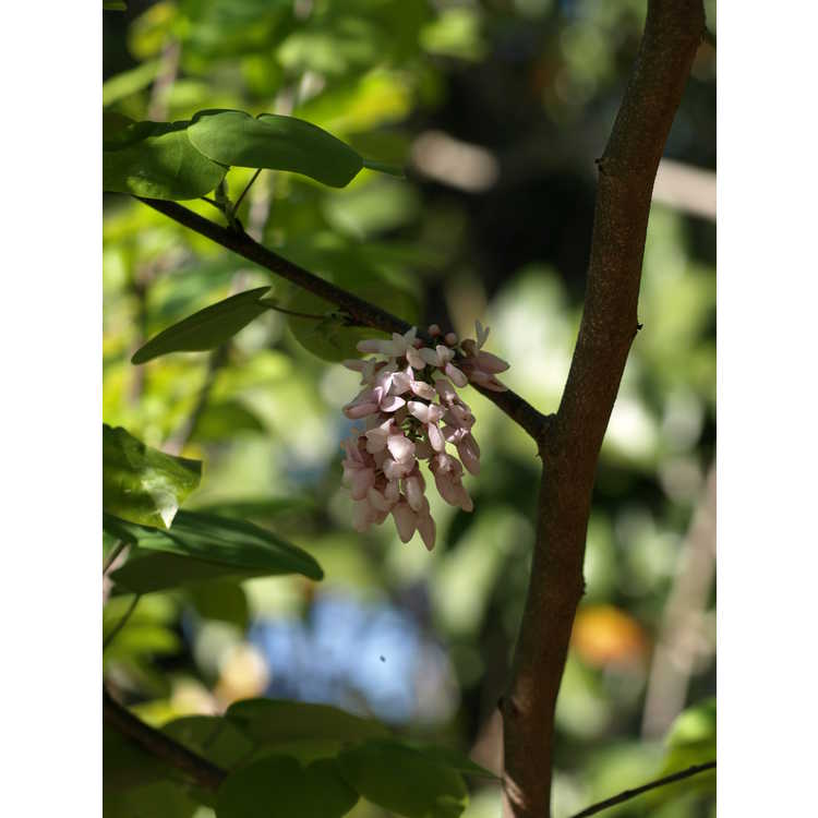 Cercis racemosa - chain-flowered redbud