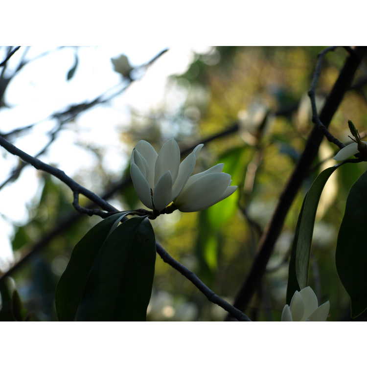 Magnolia hybrid #3