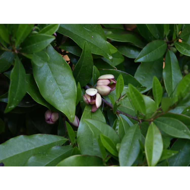 Magnolia figo 'Stubbs Purple' - banana shrub