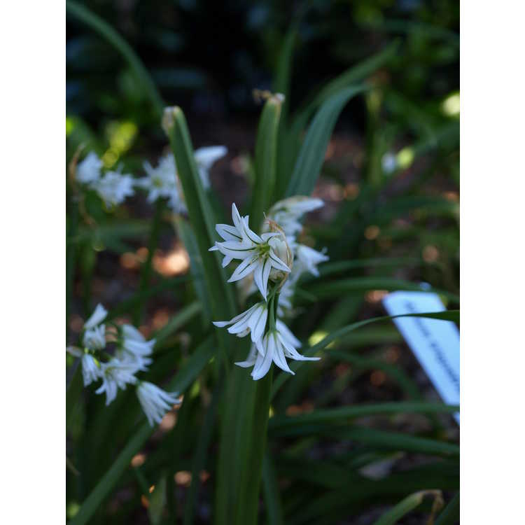 Allium triquetrum - three-cornered leek