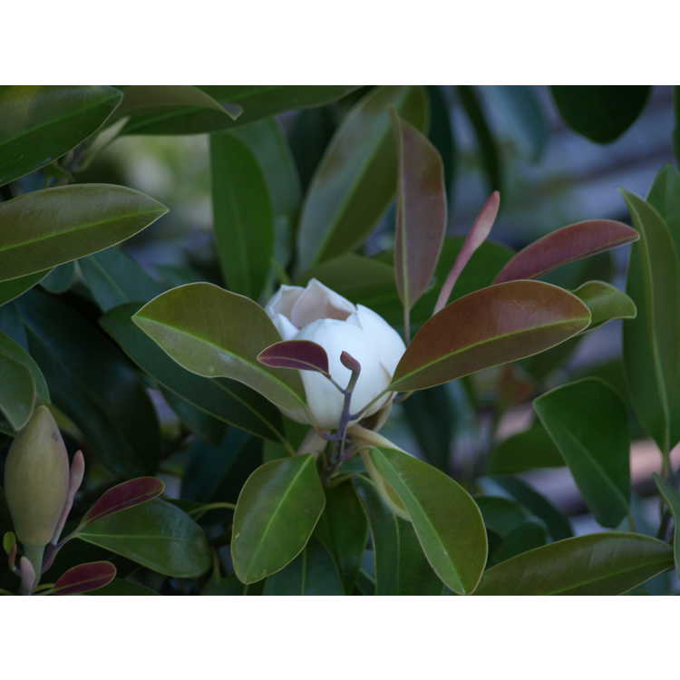 Magnolia lotungensis