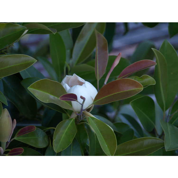Magnolia lotungensis