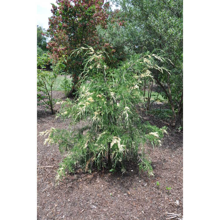 <em>Juniperus virginiana</em> (Wake Forest variegated)