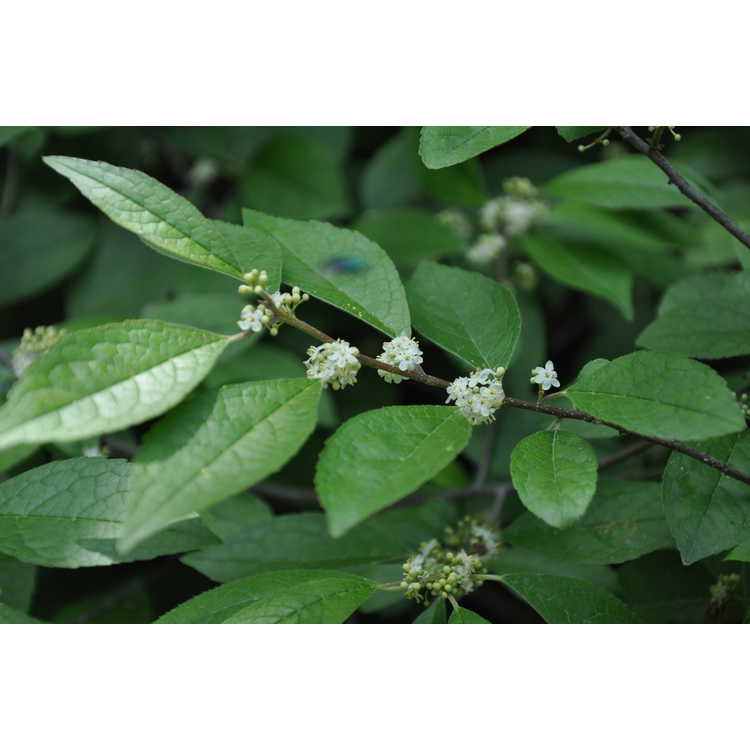 Ilex 'Raritan Chief' - hybrid winterberry holly