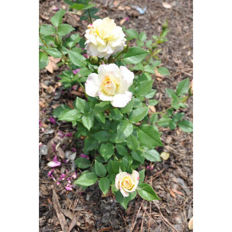 Easter Basket floribunda rose