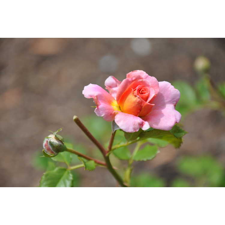Christopher Marlowe shrub rose