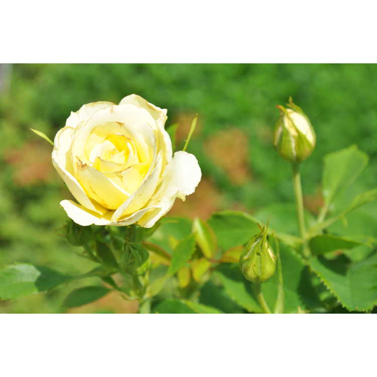 Lime Sublime floribunda rose