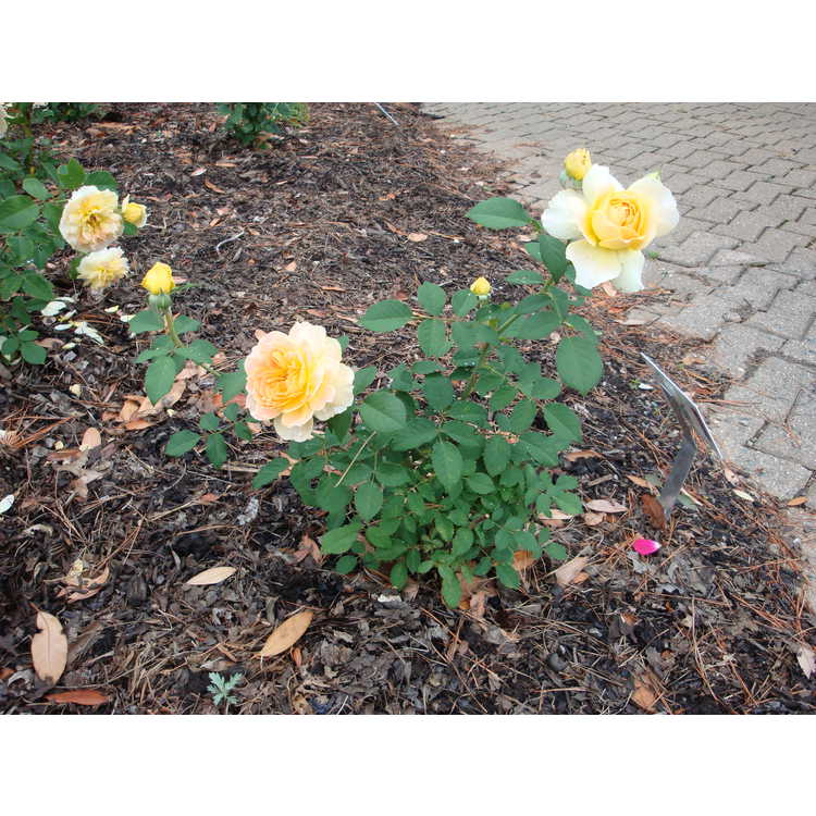 Molineux shrub rose
