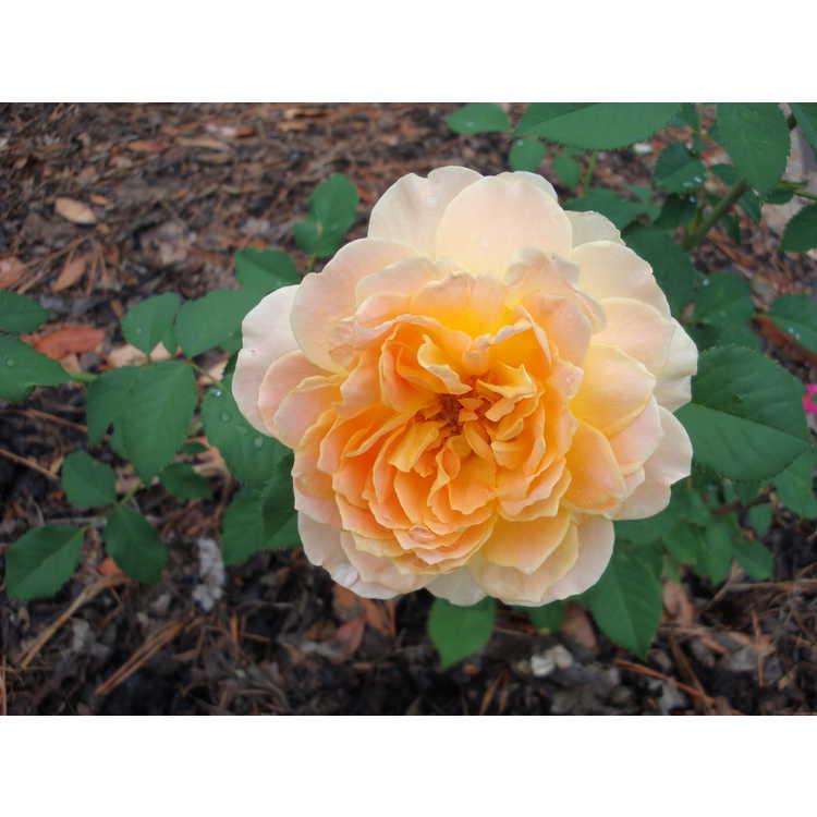 Molineux shrub rose
