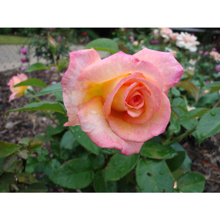 Sheila's Perfume floribunda rose