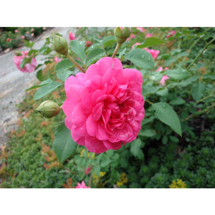 Sir John Betjeman shrub rose