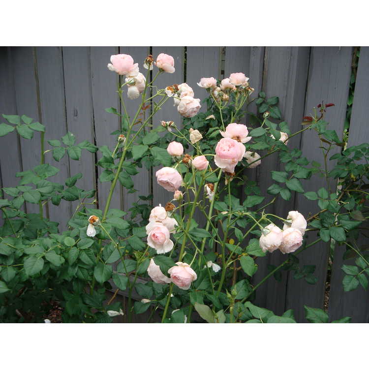 Heritage shrub rose