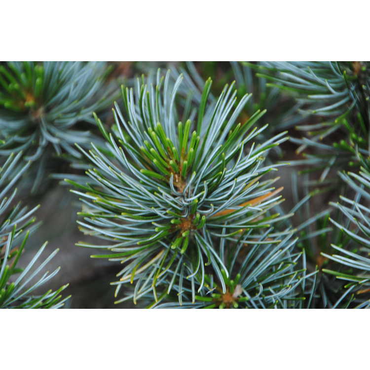 <em>Pinus parviflora</em> 'Brevifolia'