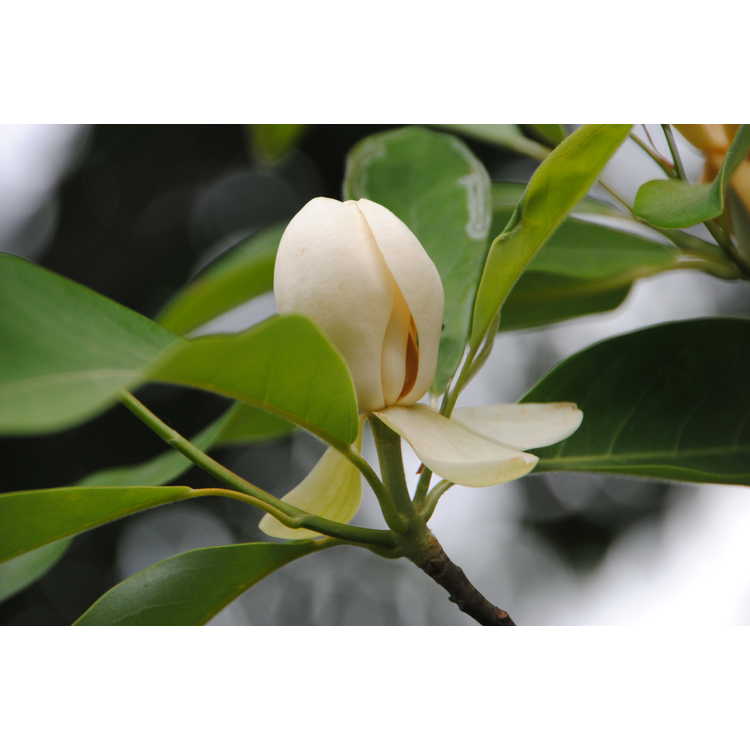 Magnolia virginiana var. australis (Louisiana form)