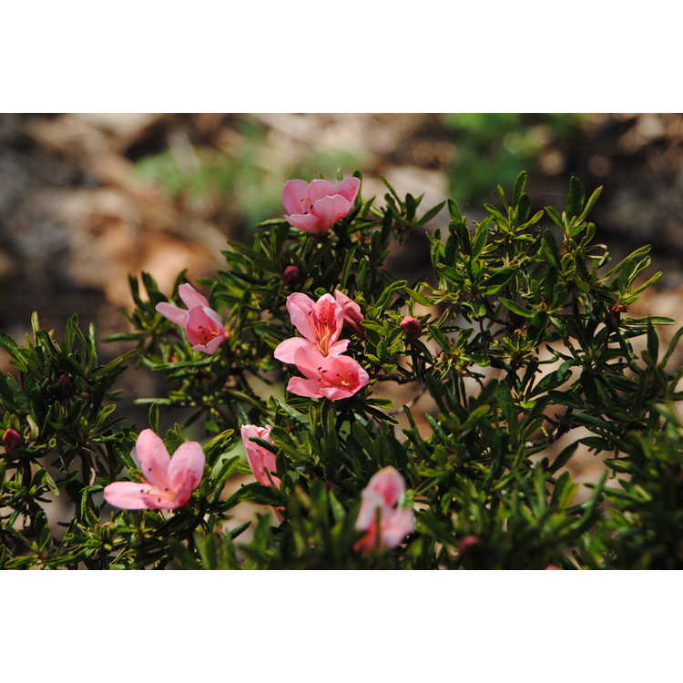 Rhododendron 'Fuki' - Sonoma Dwarf hybrid azalea