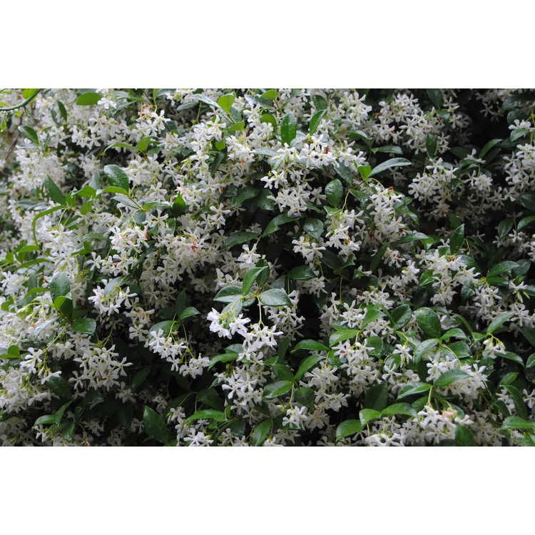 Trachelospermum jasminoides - hardy Confederate jessamine