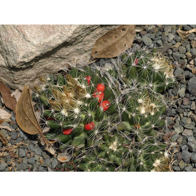 Missouri foxtail cactus