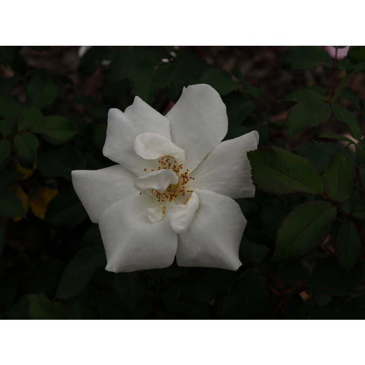 Rosa 'Radwhite' - White Out shrub rose