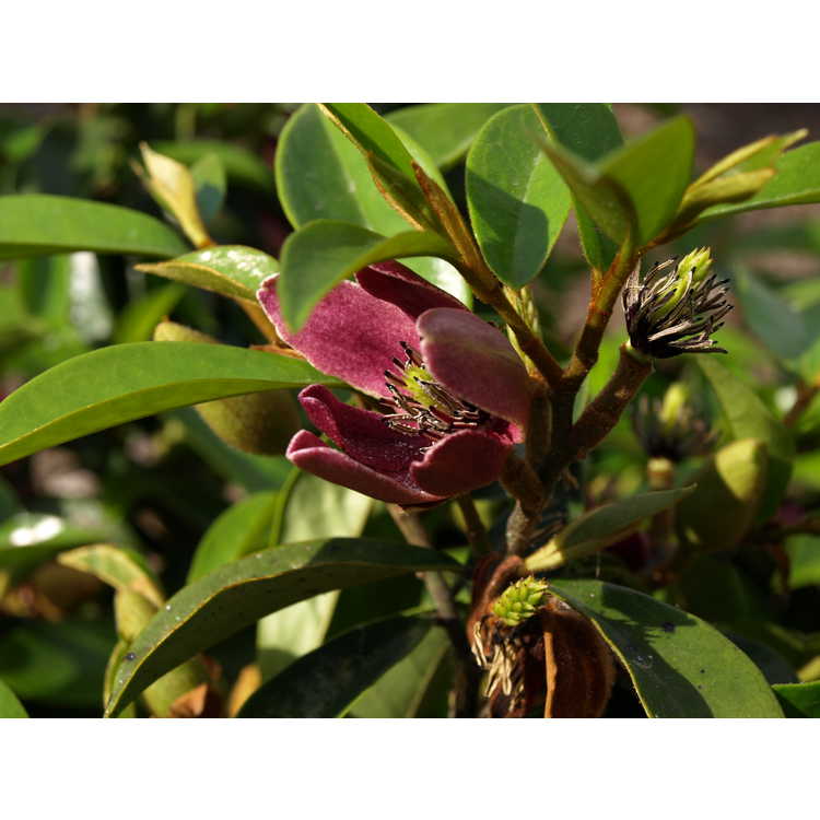 Magnolia figo var. crassipes 'Purple Queen'