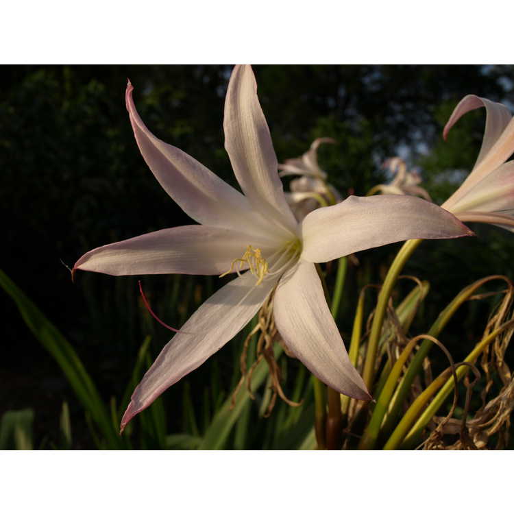 Crinum 'Alamo Village' - crinum lily