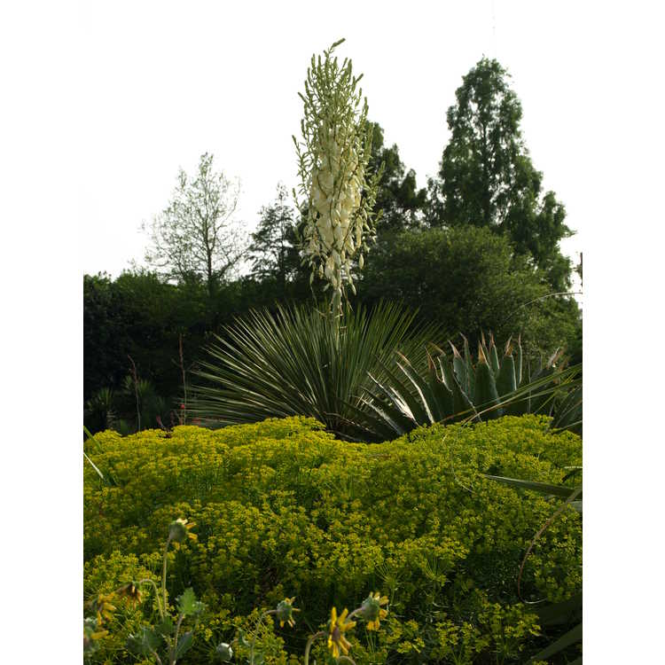 <em>Euphorbia</em> 'Dean's Hybrid'