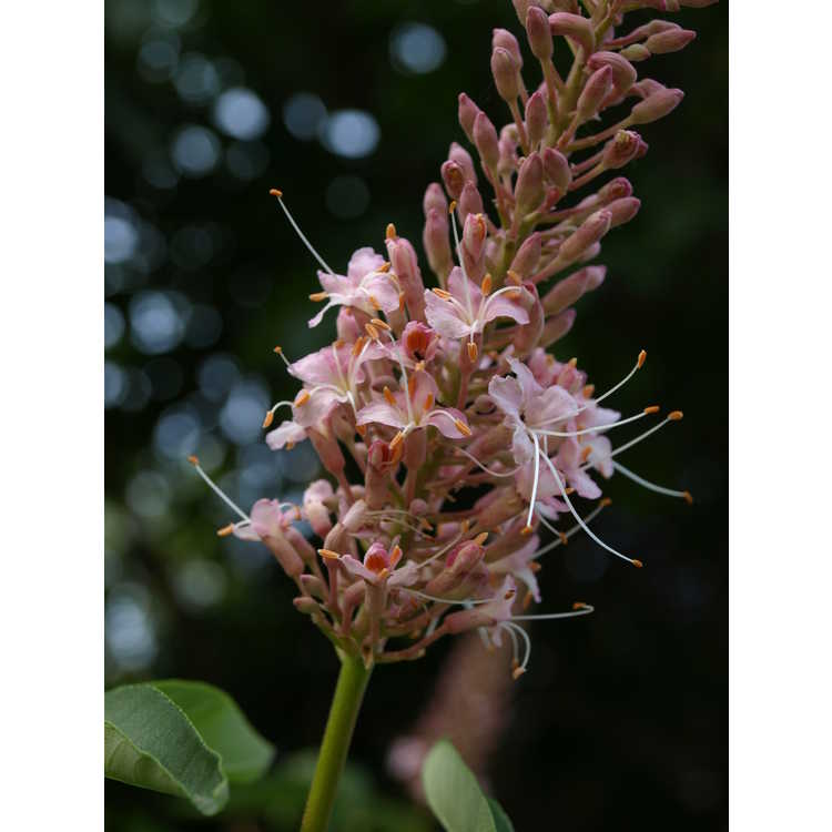 Aesculus californica 'Canyon Pink' - pink California buckeye