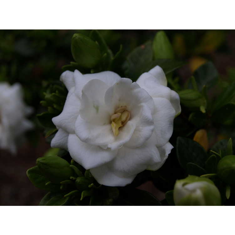 Gardenia jasminoides 'Crown Jewel'