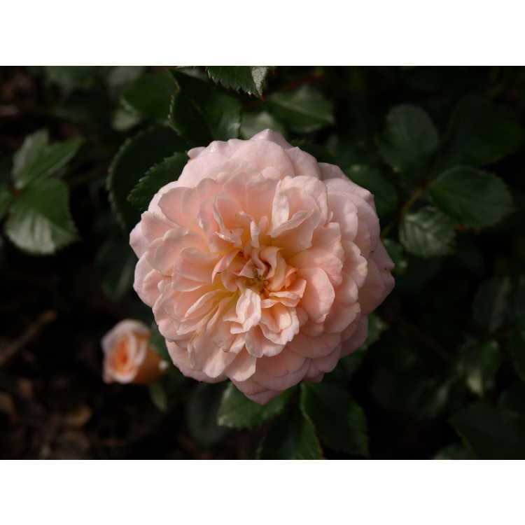 Rosa 'Meimirrot' - Apricot Drift ground cover rose