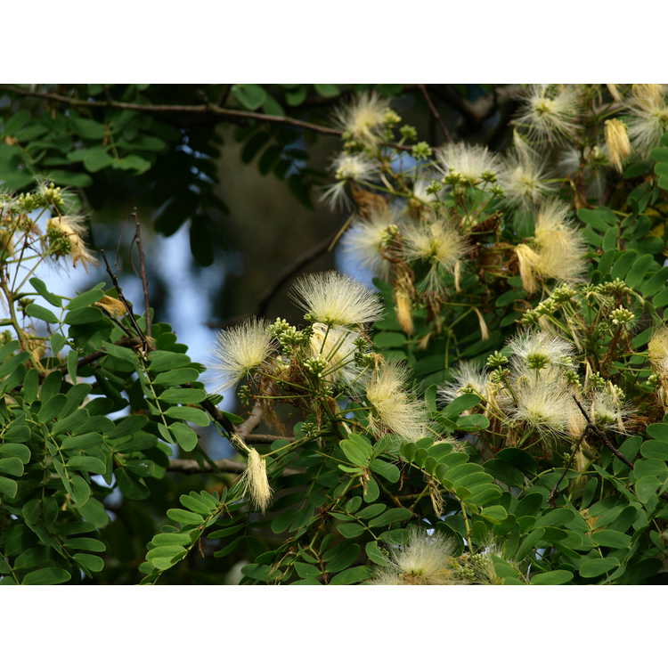 Albizia coreana - Korean mimosa