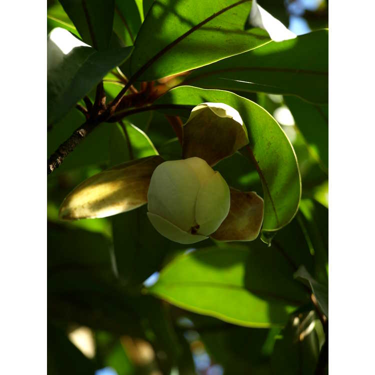 <em>Magnolia kwangtungensis</em>