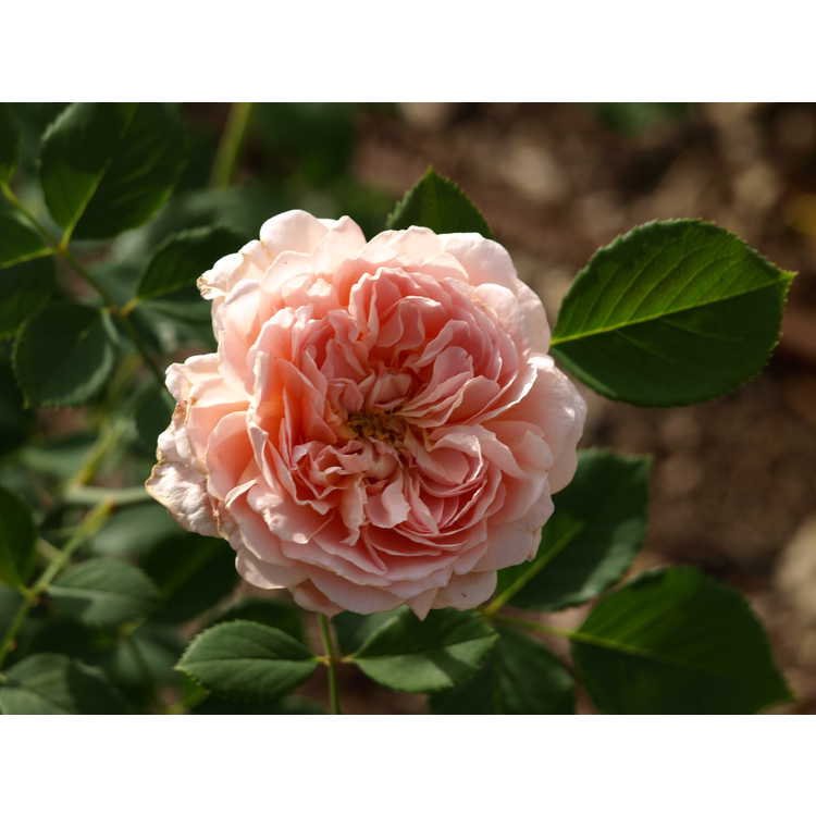 Tea Clipper shrub rose