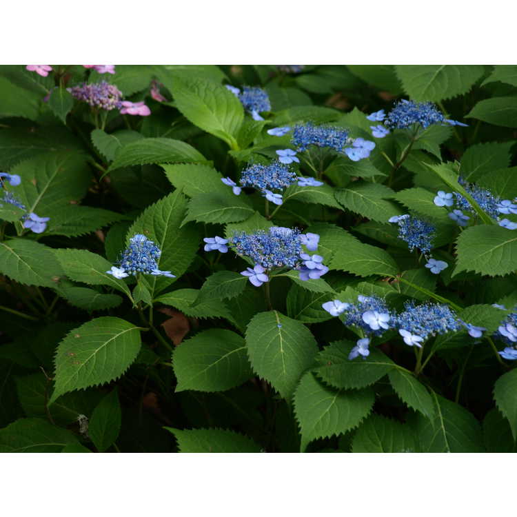 Hydrangea macrophylla 'Blue Billows' - French hydrangea
