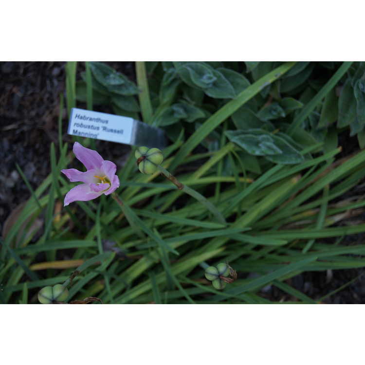 Habranthus robustus 'Russell Manning' - rain-lily
