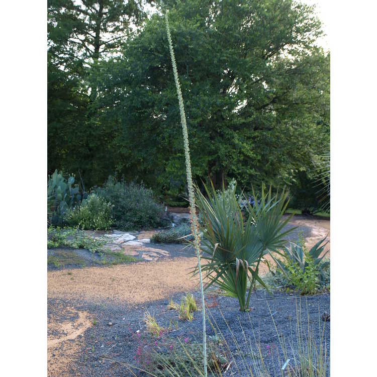 Agave parviflora - small-flowered agave