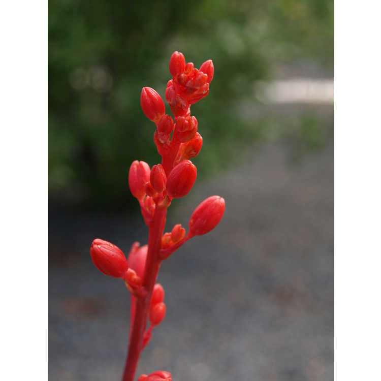 Hesperaloe 'Arizona Sunset' - hybrid red yucca