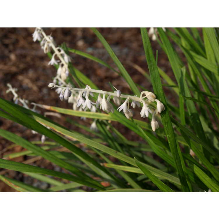 Liriope graminifolia - lilyturf