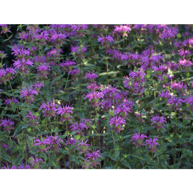 Monarda fistulosa × M. bartlettii 'Peter's Purple'