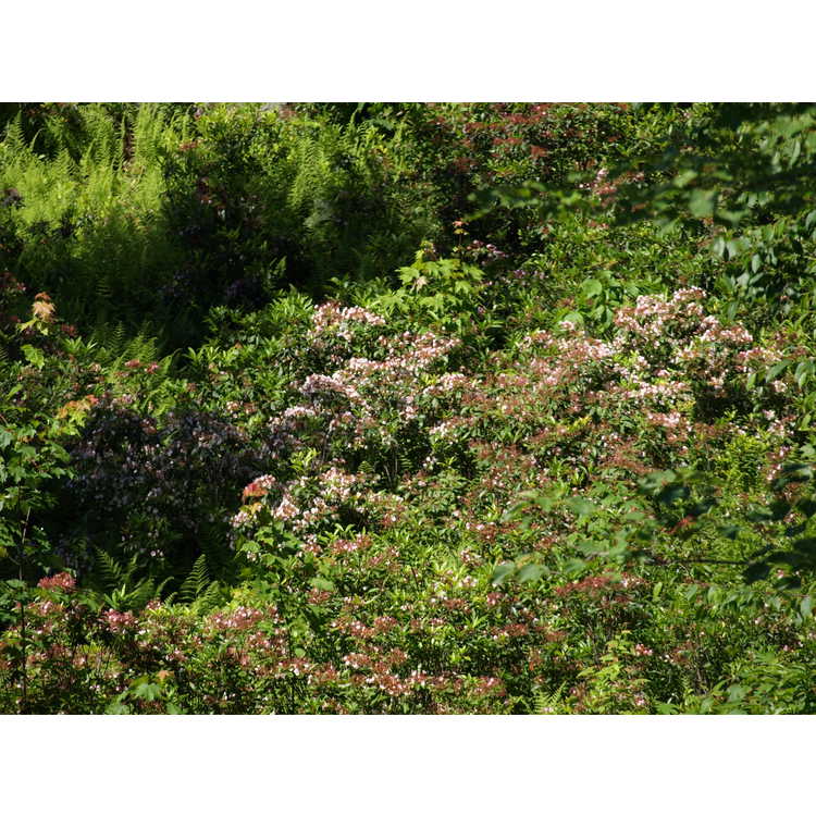 Kalmia latifolia - mountain laurel